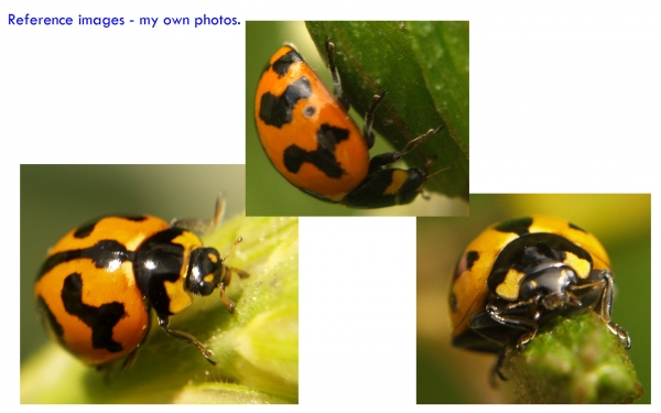 Creation of Ladybeetle: Step 1